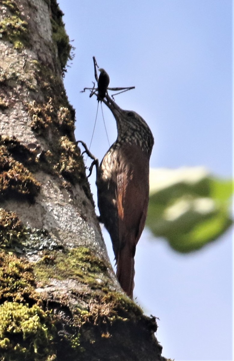 Streak-headed Woodcreeper - ML152355271