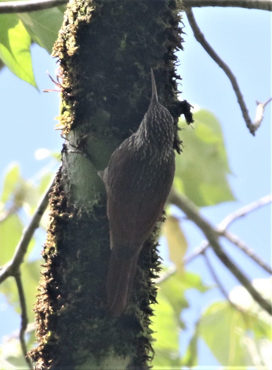 Streak-headed Woodcreeper - ML152355531