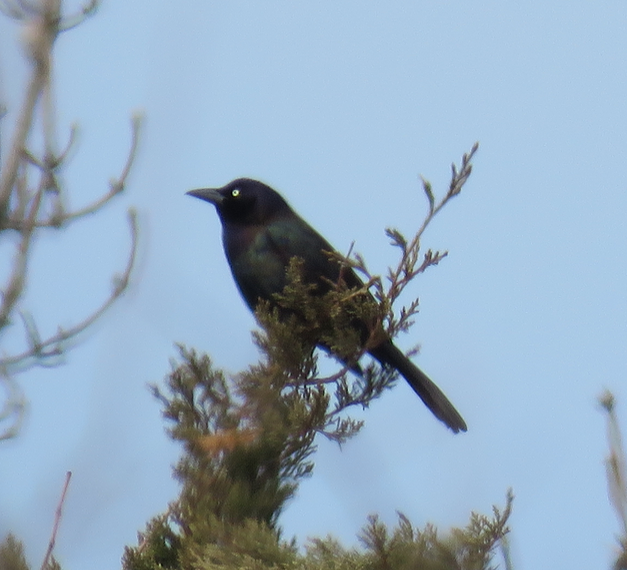 Common Grackle - Barb Thomascall