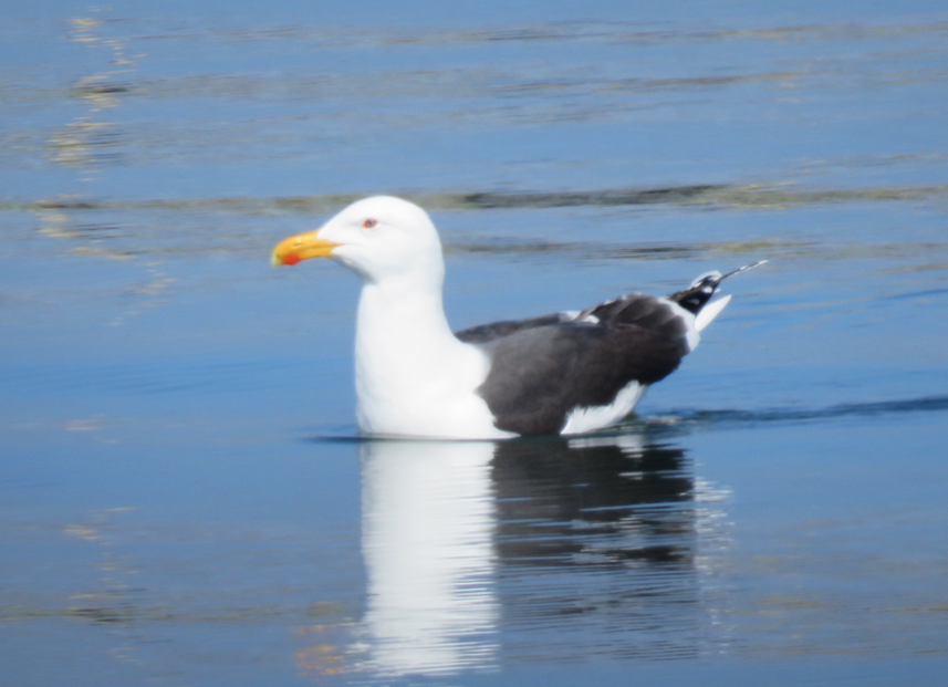 Great Black-backed Gull - ML152356061