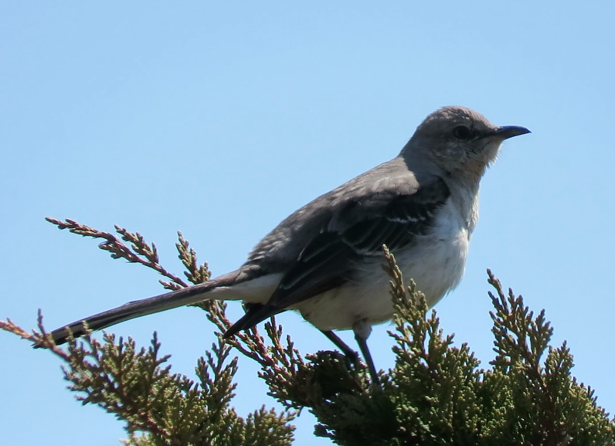 Northern Mockingbird - ML152356261