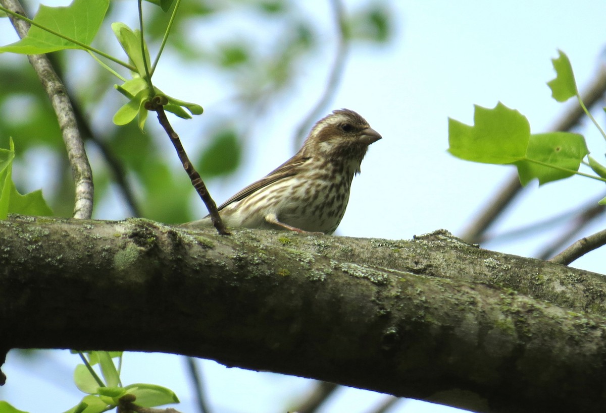 Purple Finch - ML152358381