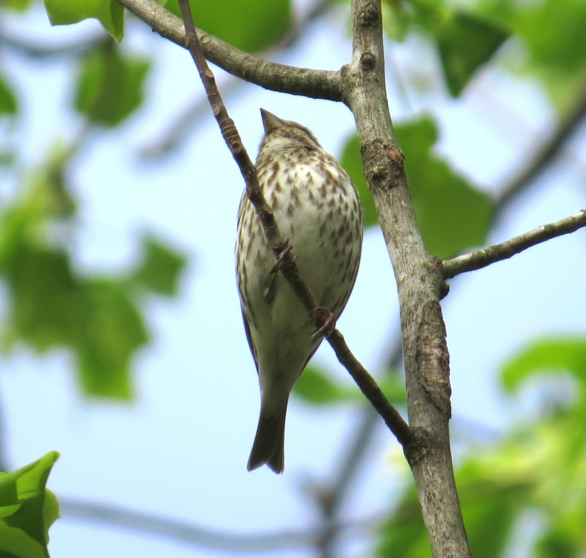 Purple Finch - ML152358391