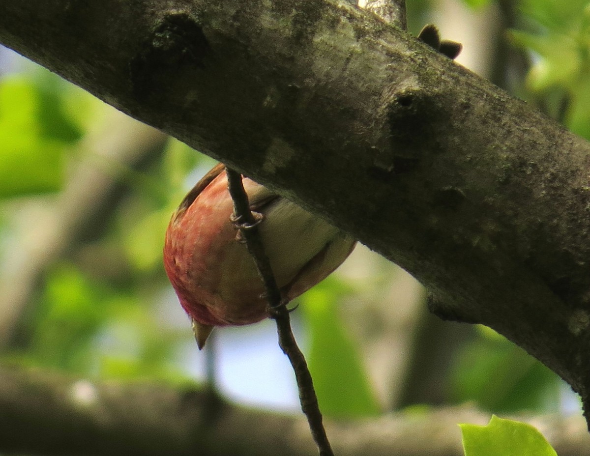 Purple Finch - ML152358411