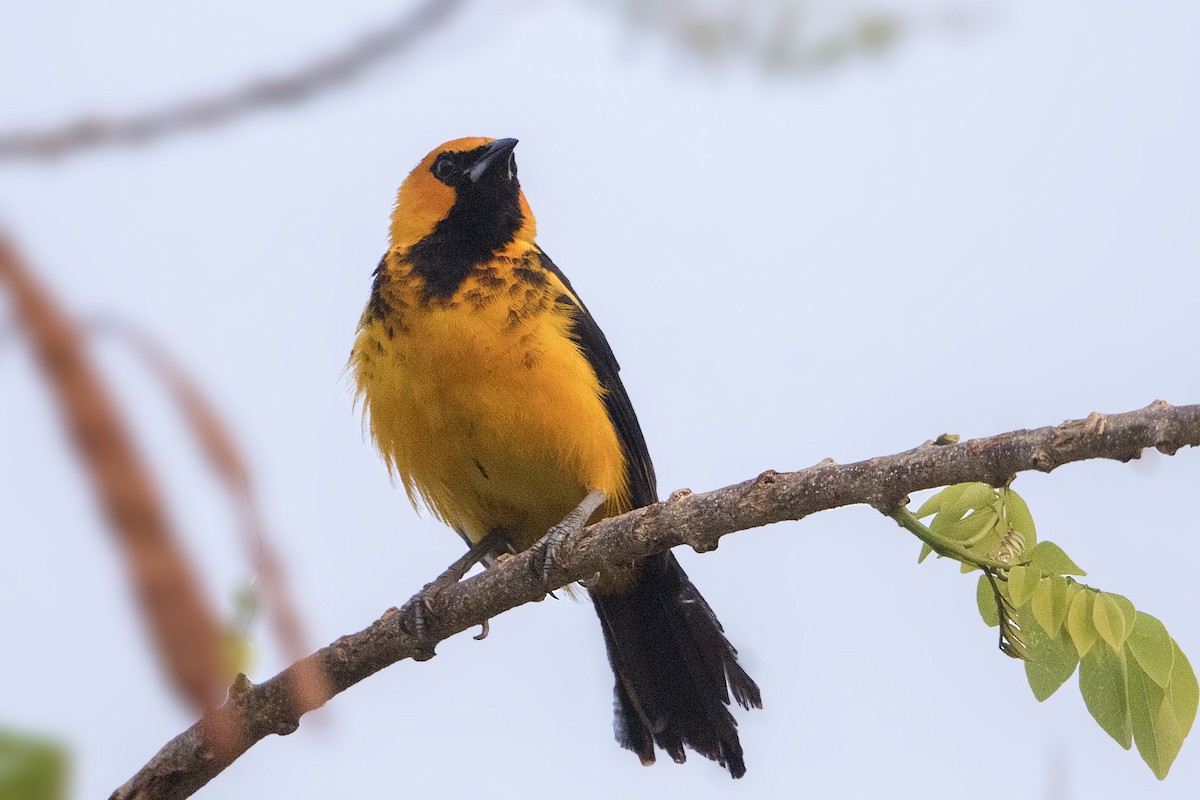 Oriole maculé - ML152358501