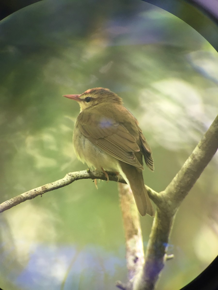 Swainson's Warbler - David McLean