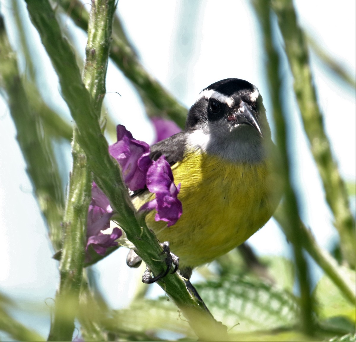 Zuckervogel - ML152358561