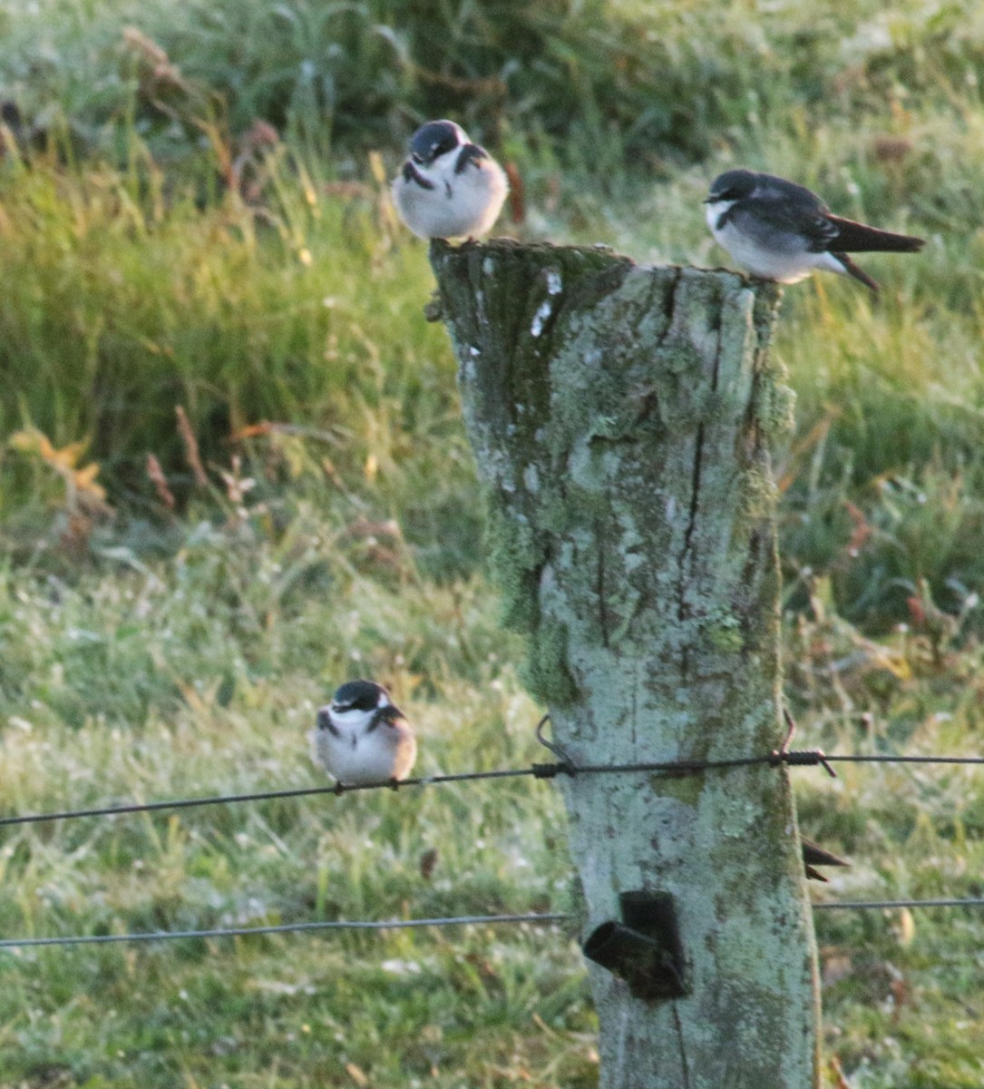 White-rumped Swallow - ML152358571