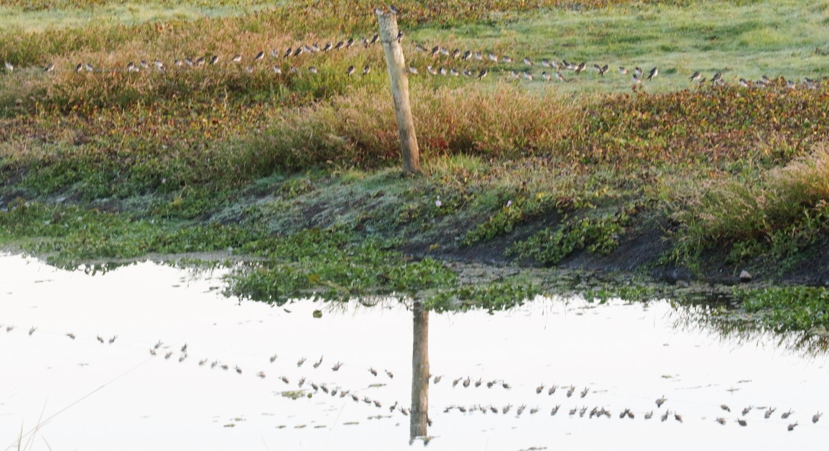 White-rumped Swallow - ML152358601