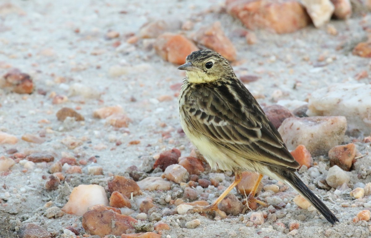 Yellowish Pipit - ML152358751