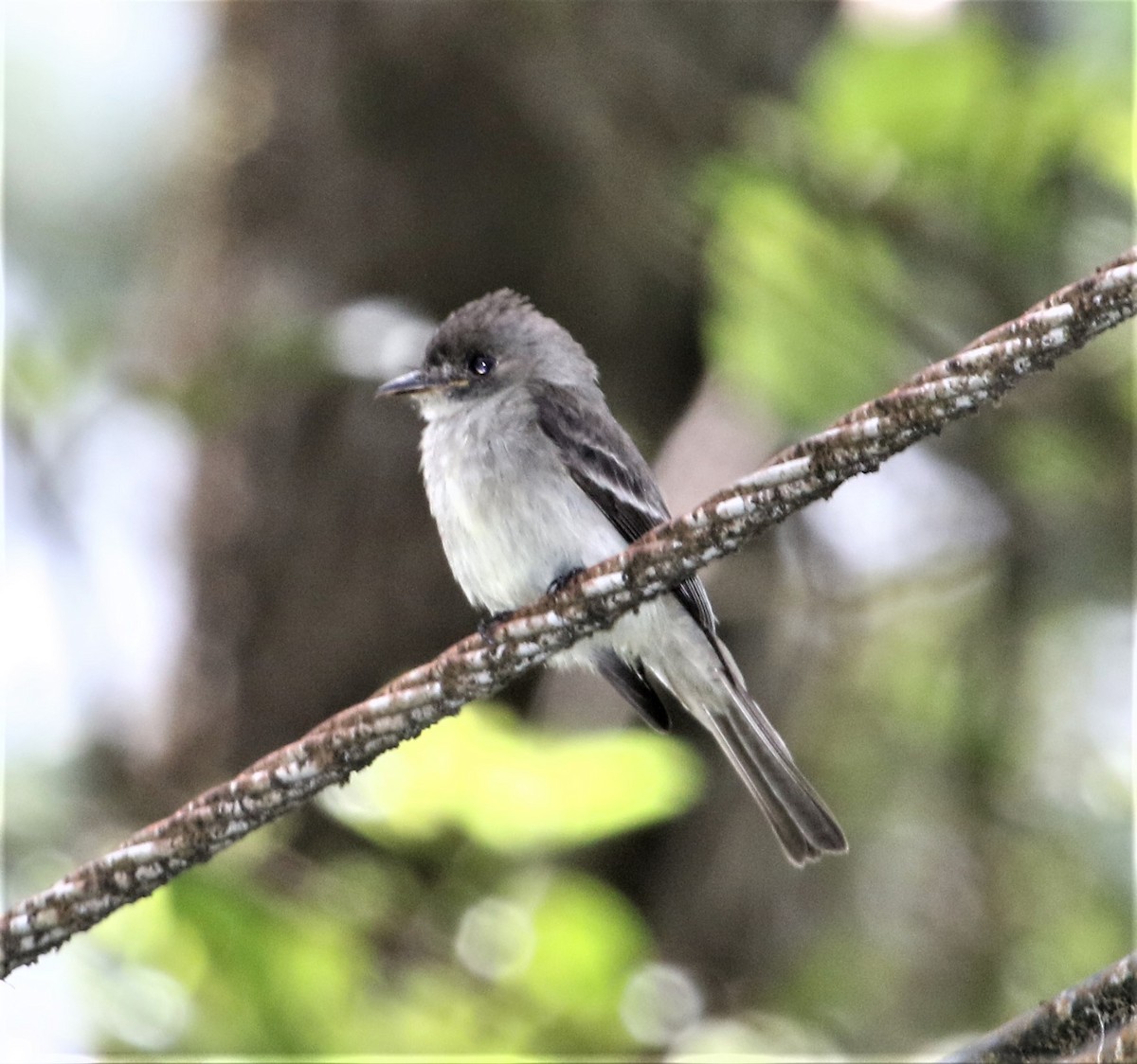 Northern Tropical Pewee - ML152358791