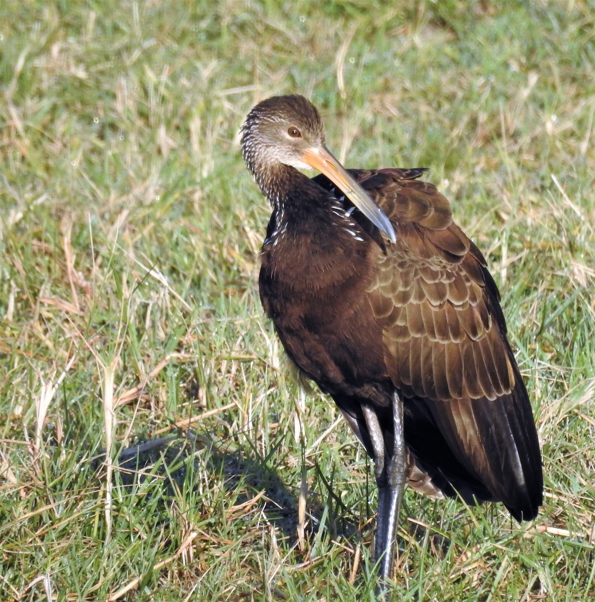 Limpkin - ML152358801