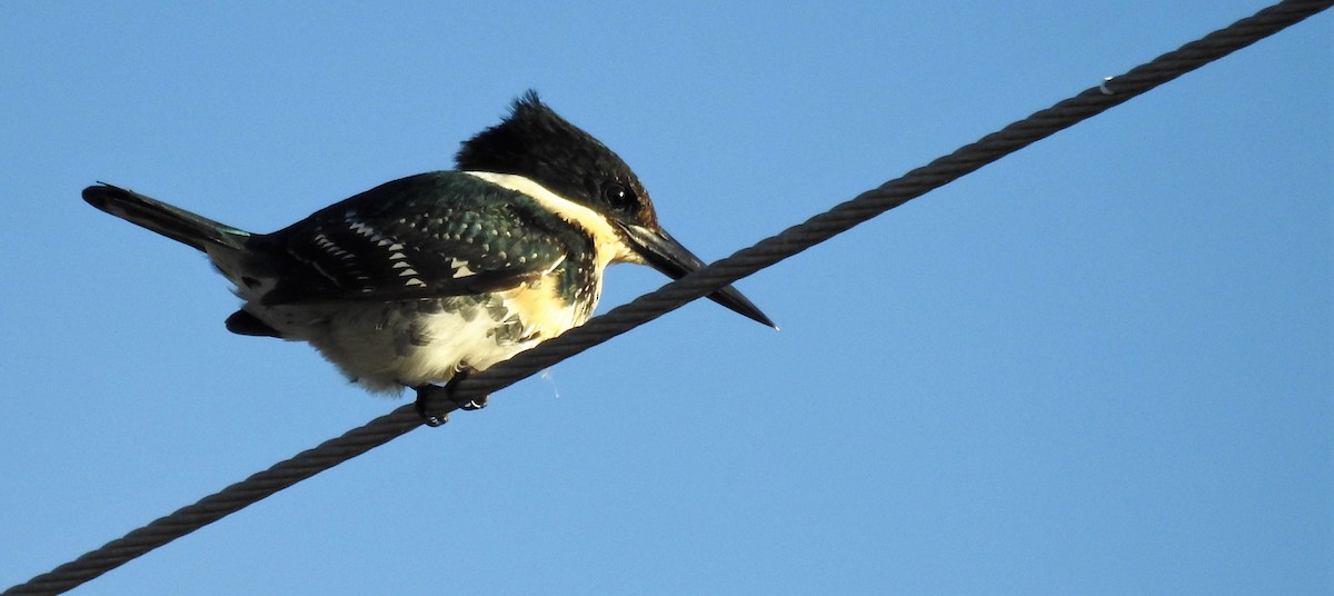 Green Kingfisher - ML152359101