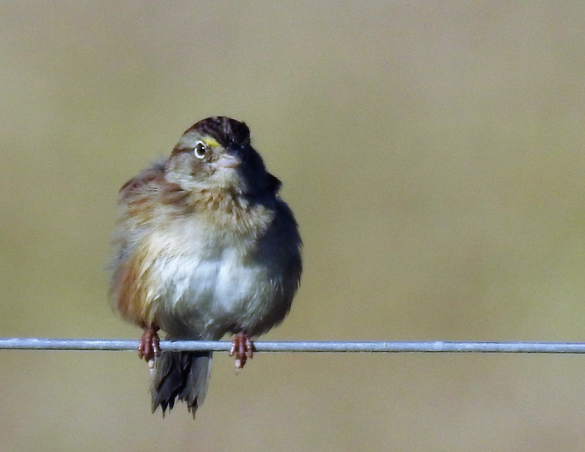 Grassland Sparrow - ML152359241