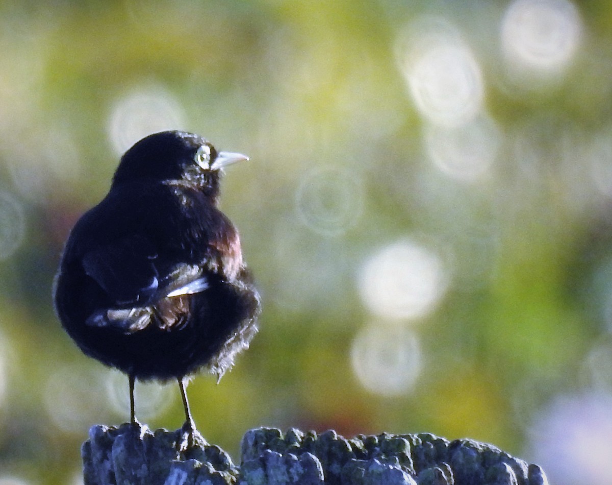 Spectacled Tyrant - ML152359291