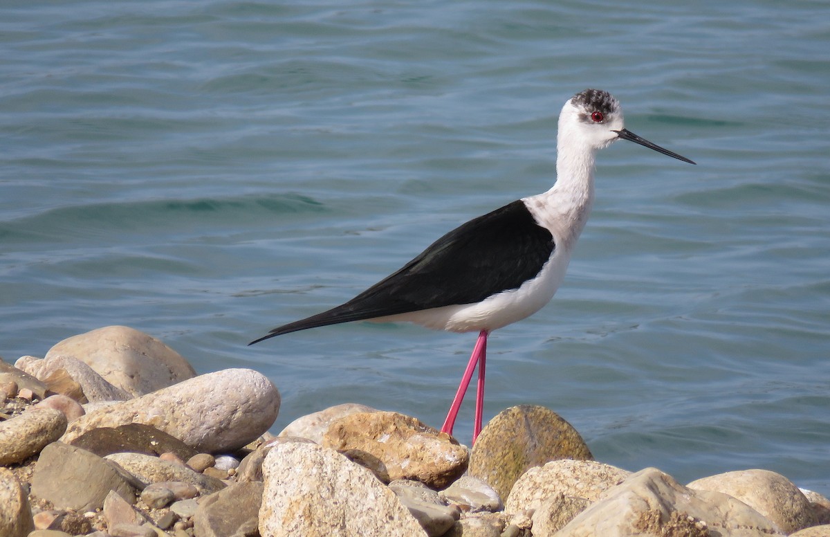 Black-winged Stilt - Miguel Rodríguez Esteban