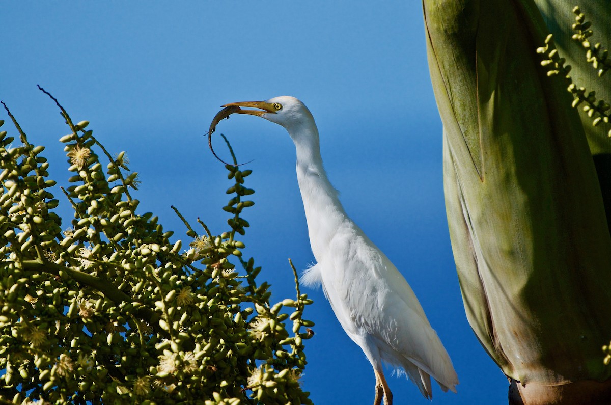 Чапля єгипетська (підвид ibis) - ML152359841