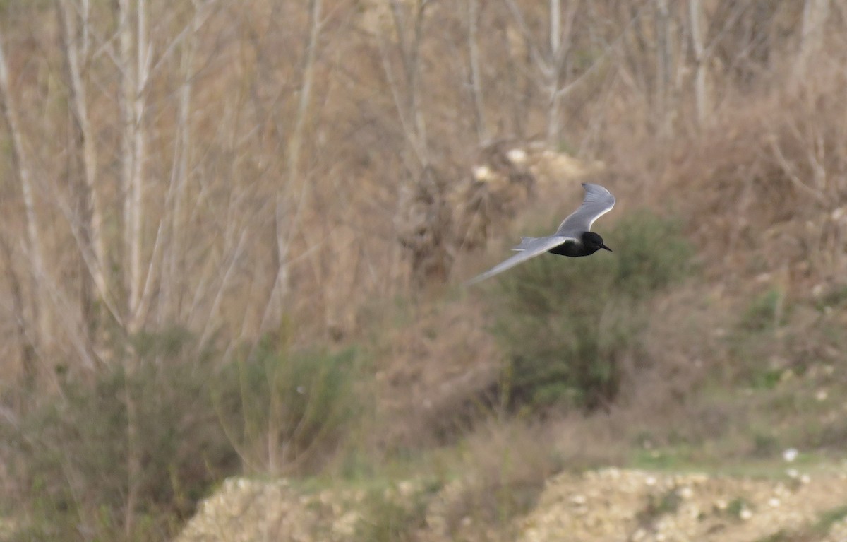 Black Tern - ML152360401