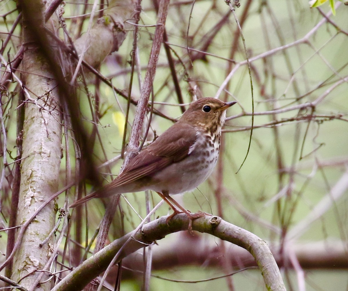 Swainson's Thrush - Victor Stoll