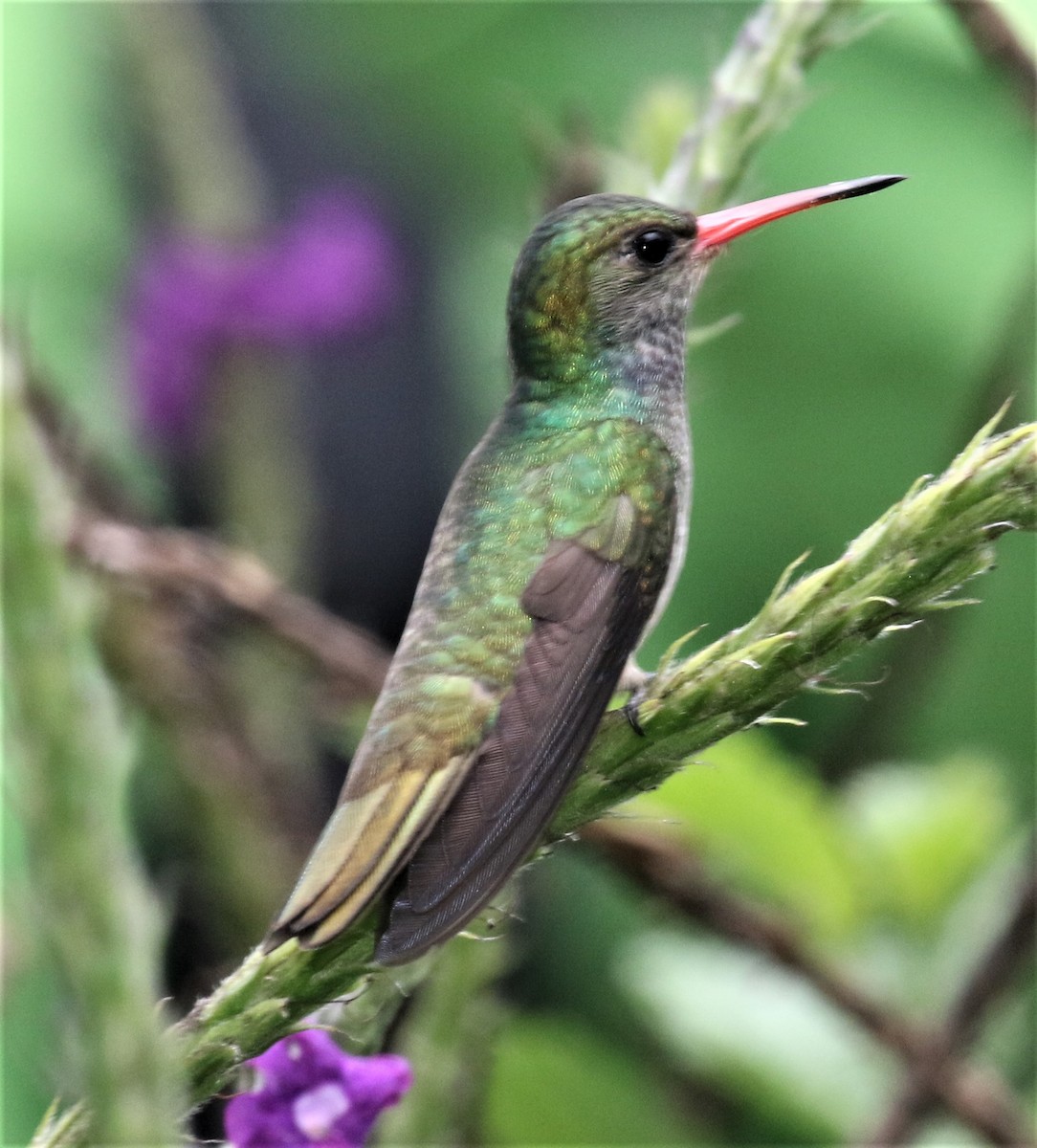 Blue-throated Goldentail - ML152360711