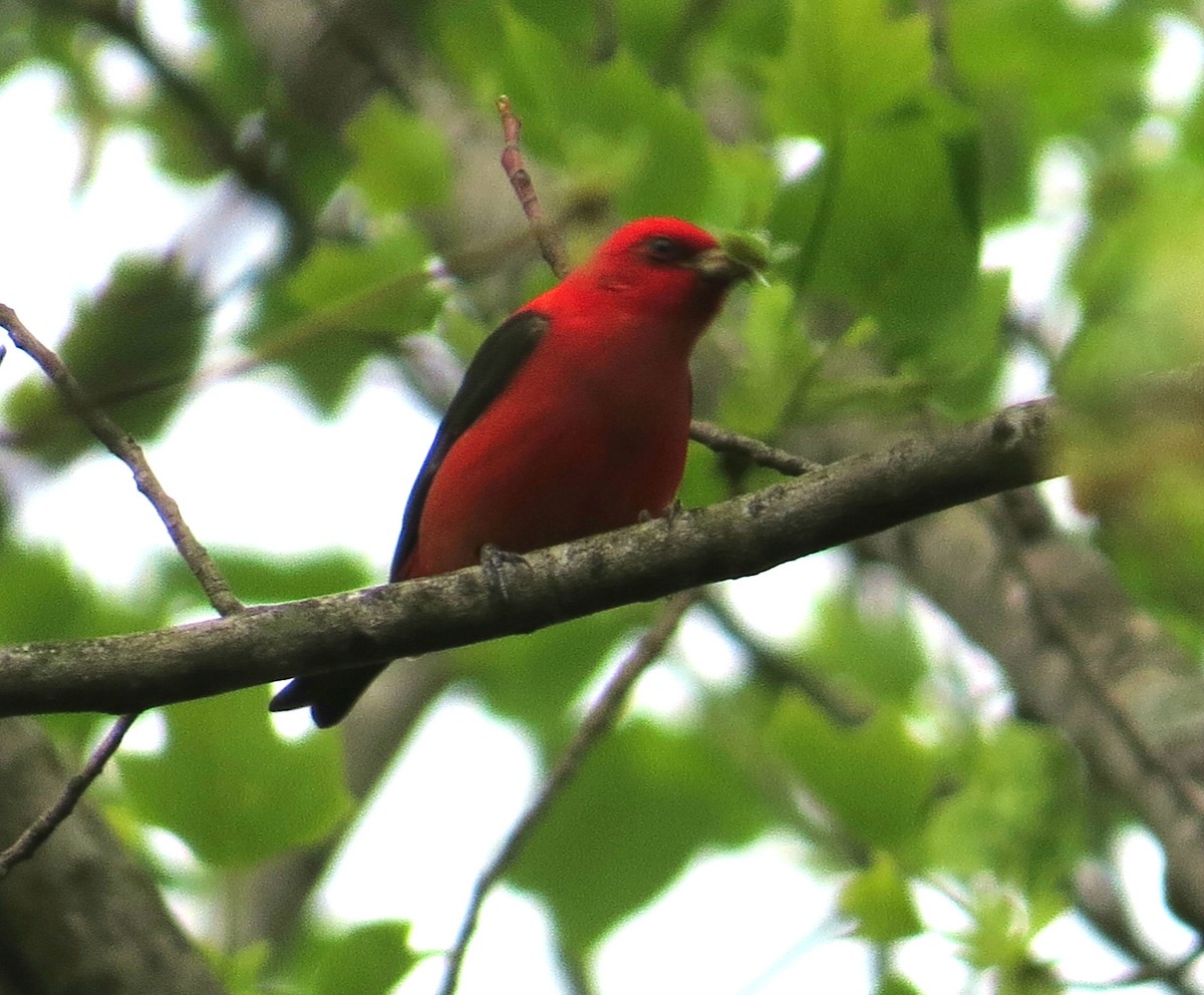 Scarlet Tanager - ML152361311