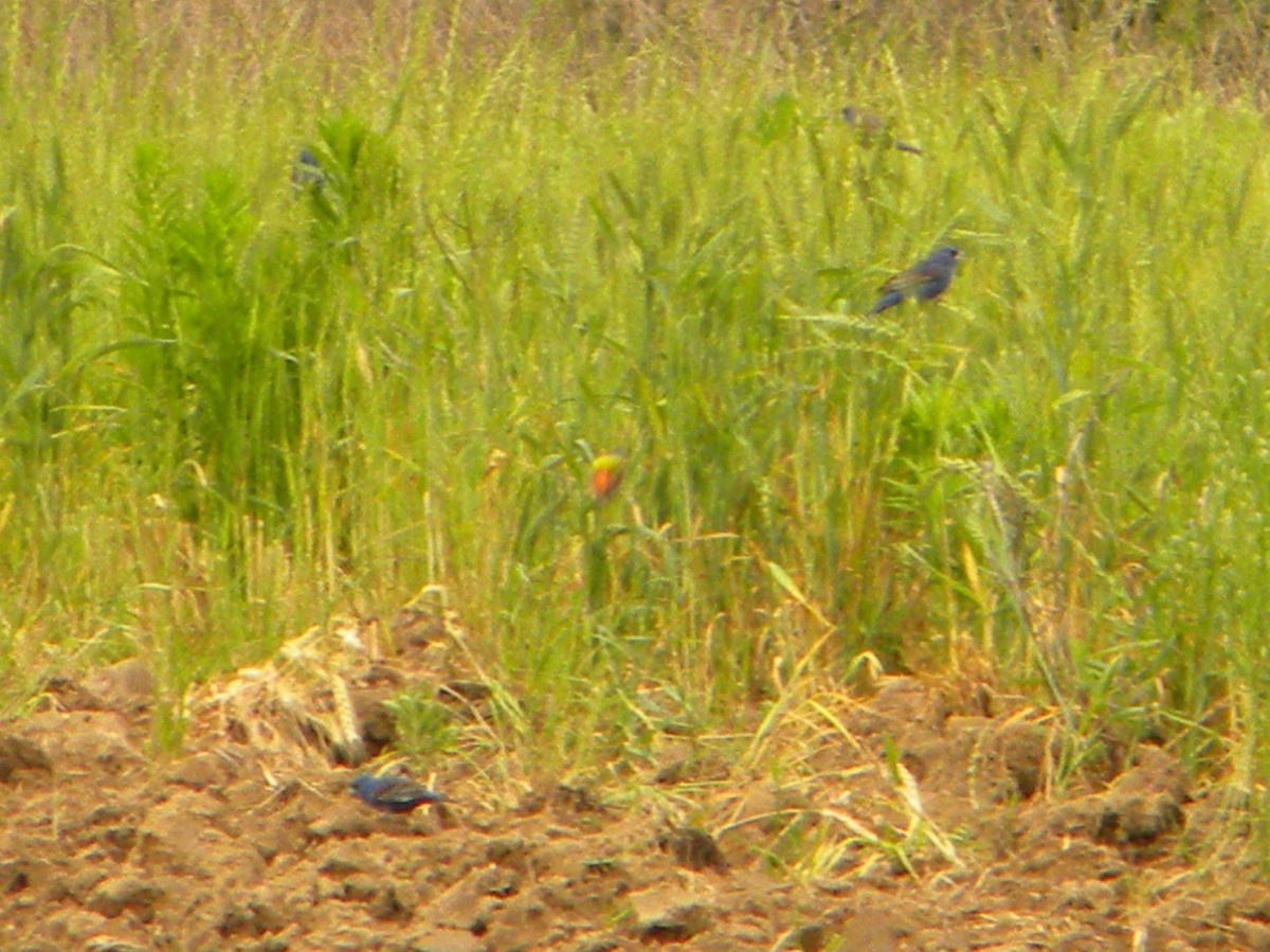 Blue Grosbeak - ML152361391
