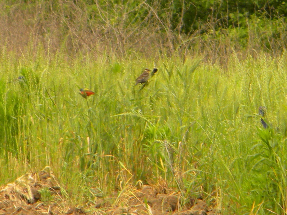 Blue Grosbeak - ML152361401