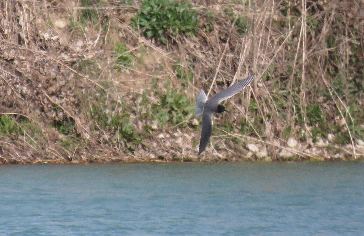 Black Tern - ML152361441