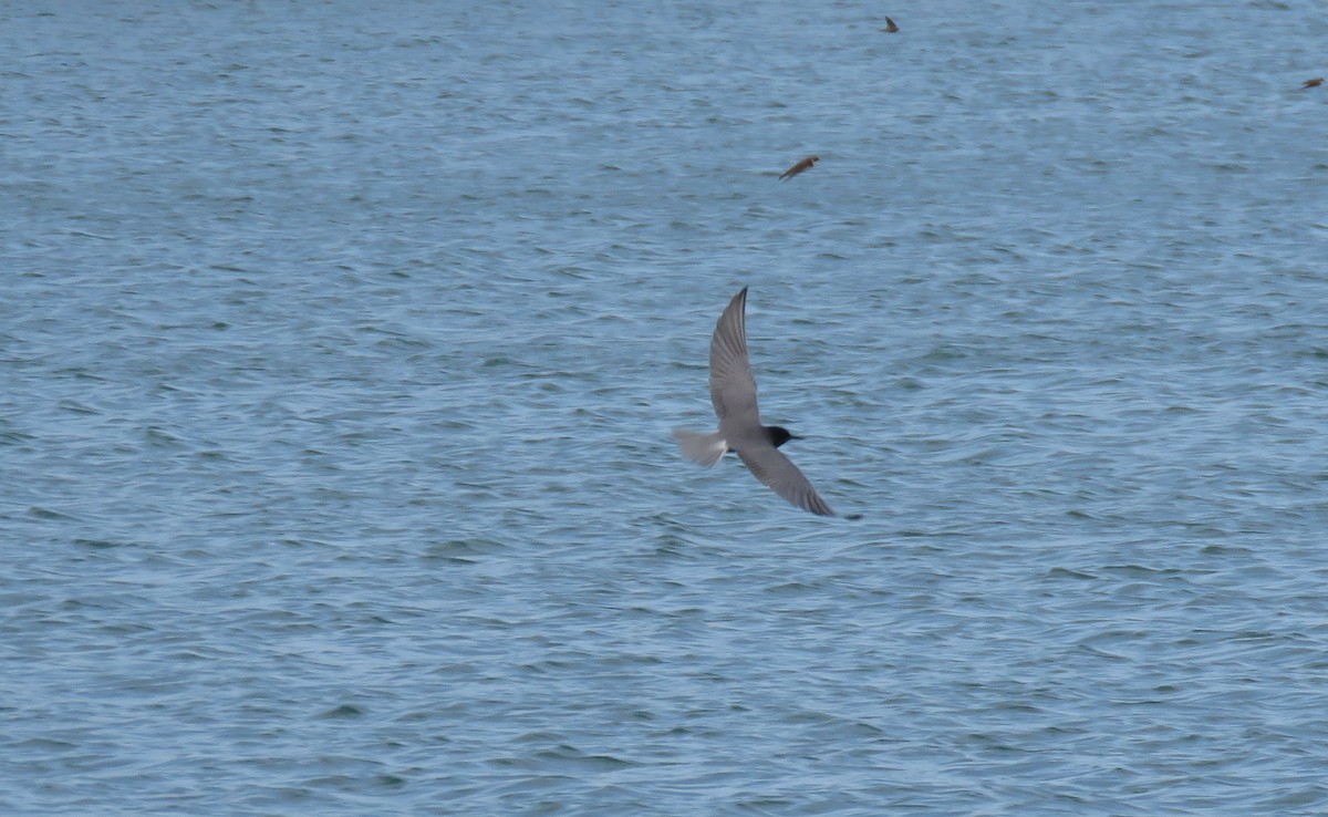 Black Tern - ML152361451