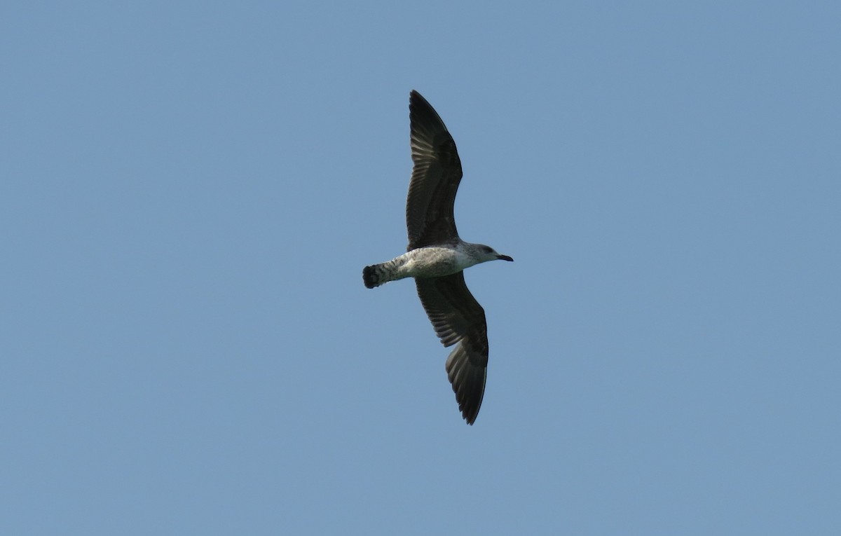 Gaviota Sombría - ML152361471