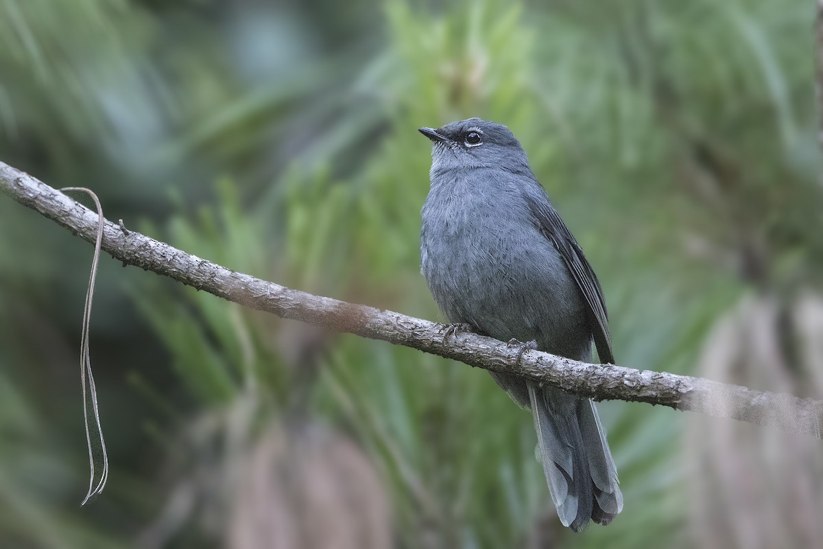 Slate-colored Solitaire - Bradley Hacker 🦜