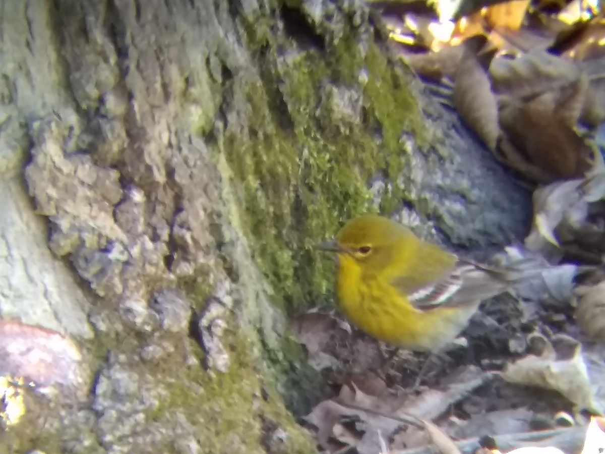 マツアメリカムシクイ - ML152362271