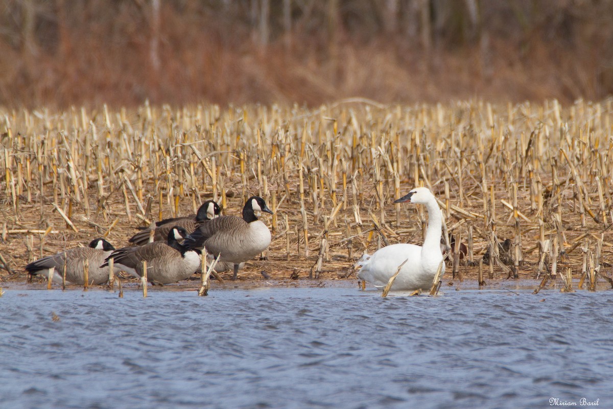 Tundra Swan - ML152362631