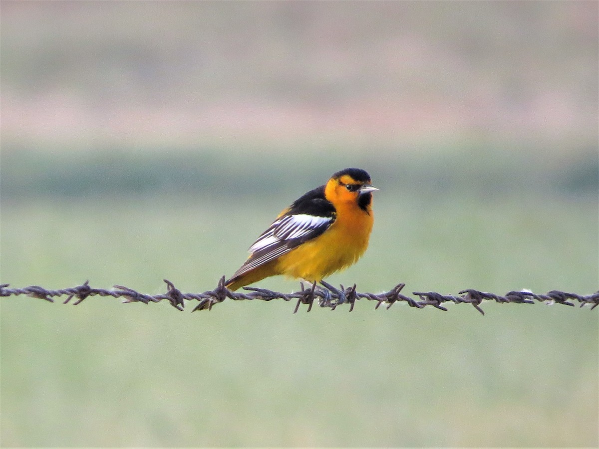 Bullock's Oriole - ML152362791