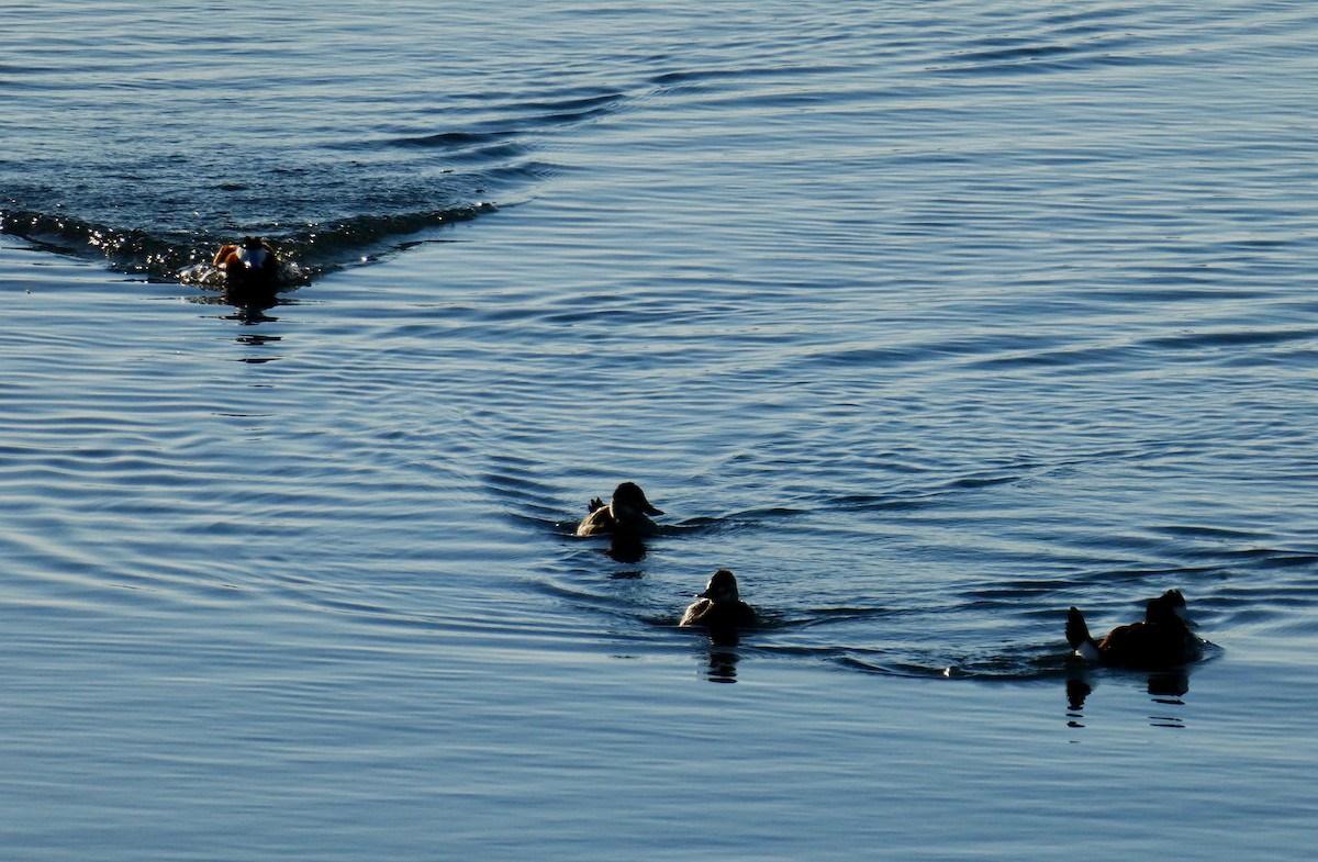 Ruddy Duck - ML152363821