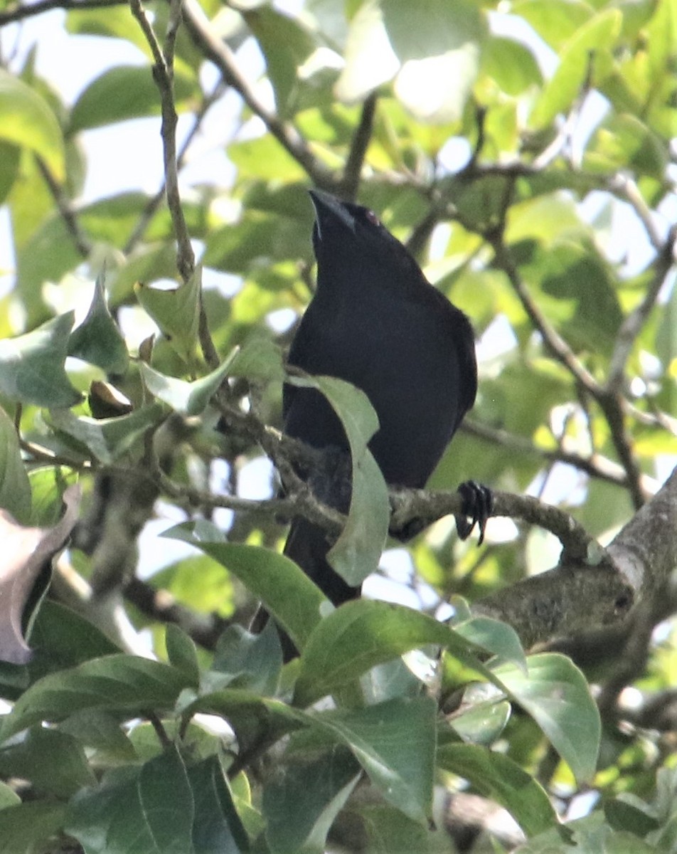 Giant Cowbird - ML152363951