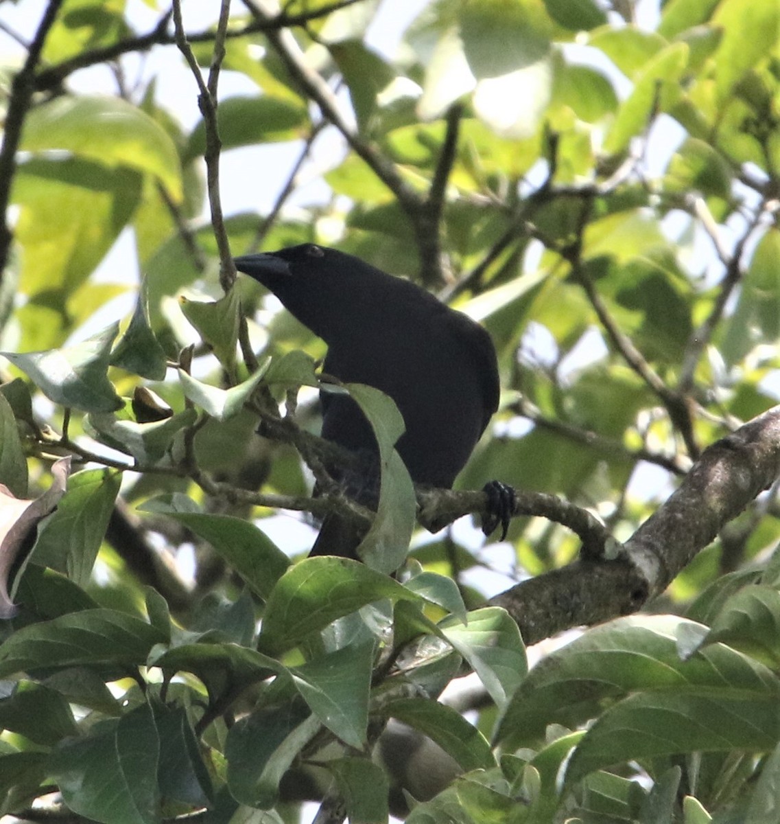 Giant Cowbird - ML152363961