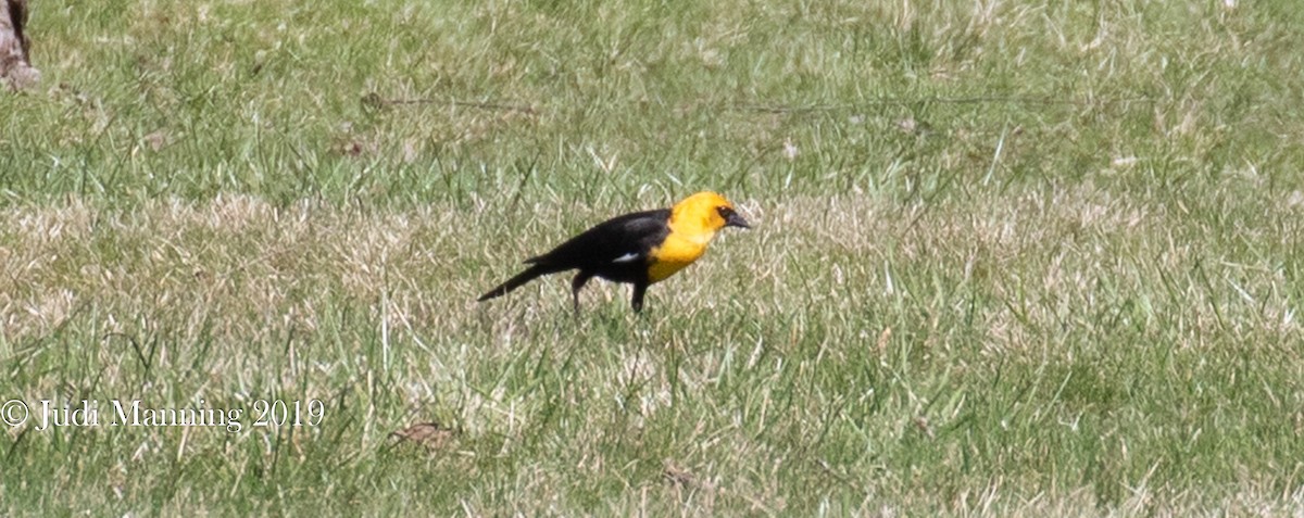 Yellow-headed Blackbird - Doug Wassink