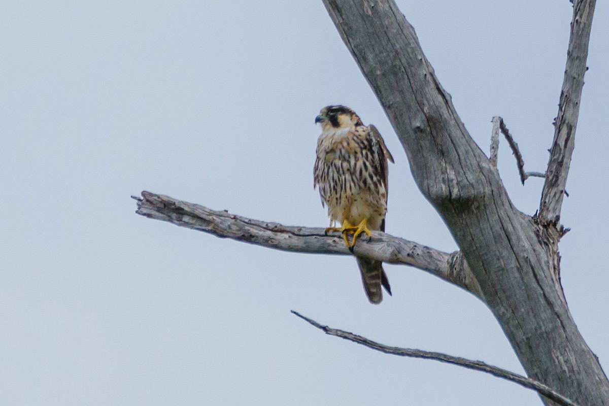 遊隼 - ML152364041