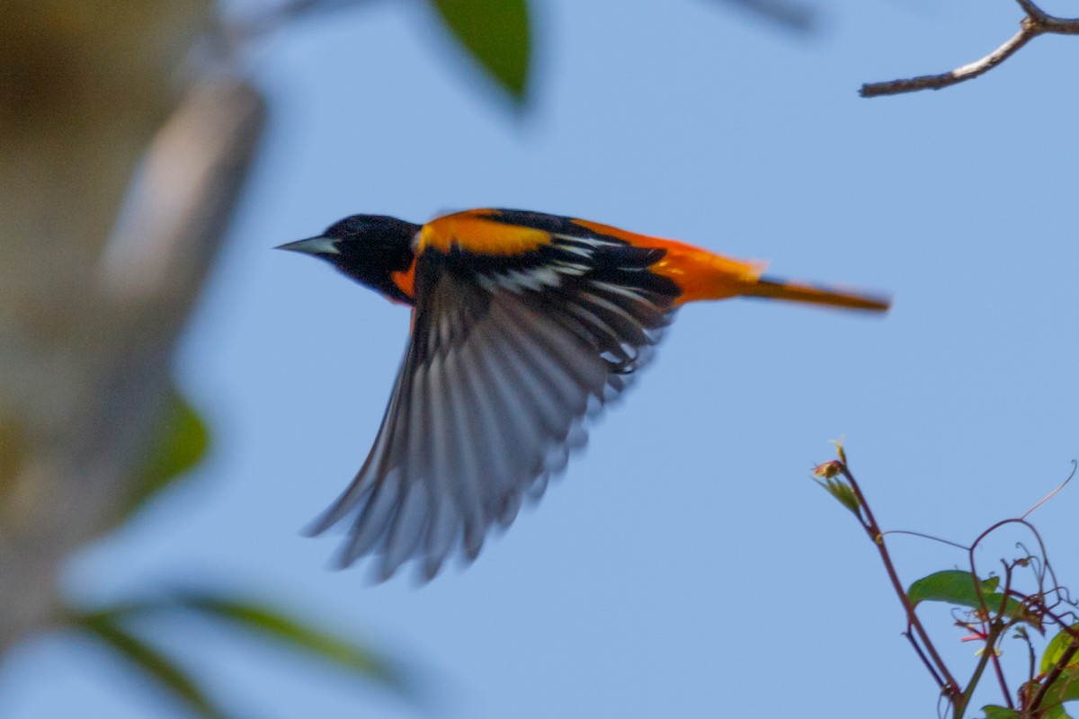 Baltimore Oriole - ML152364181