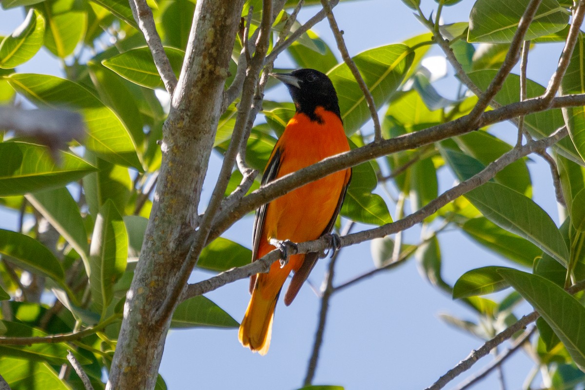 Baltimore Oriole - ML152364221