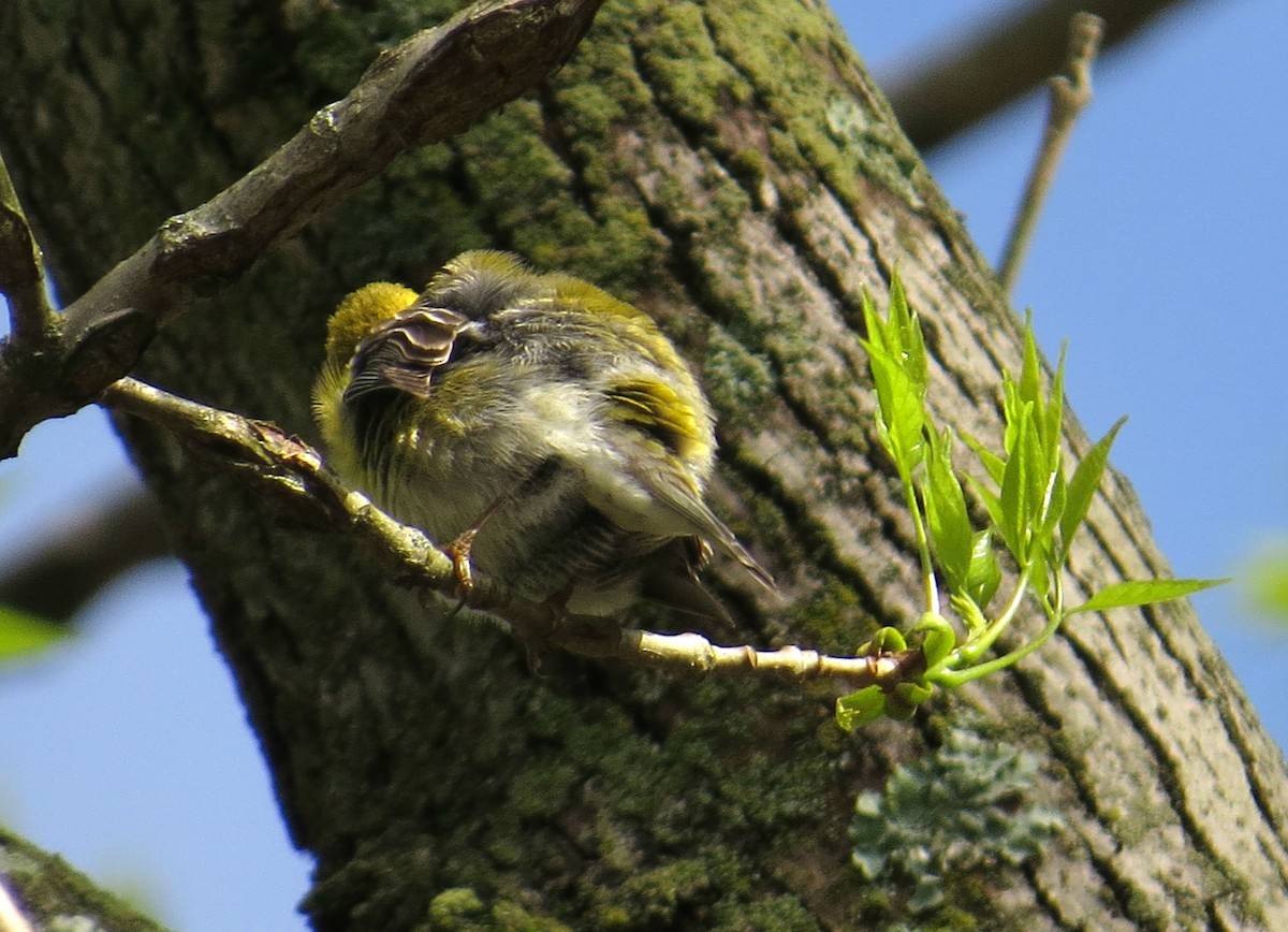 Pine Warbler - ML152364331