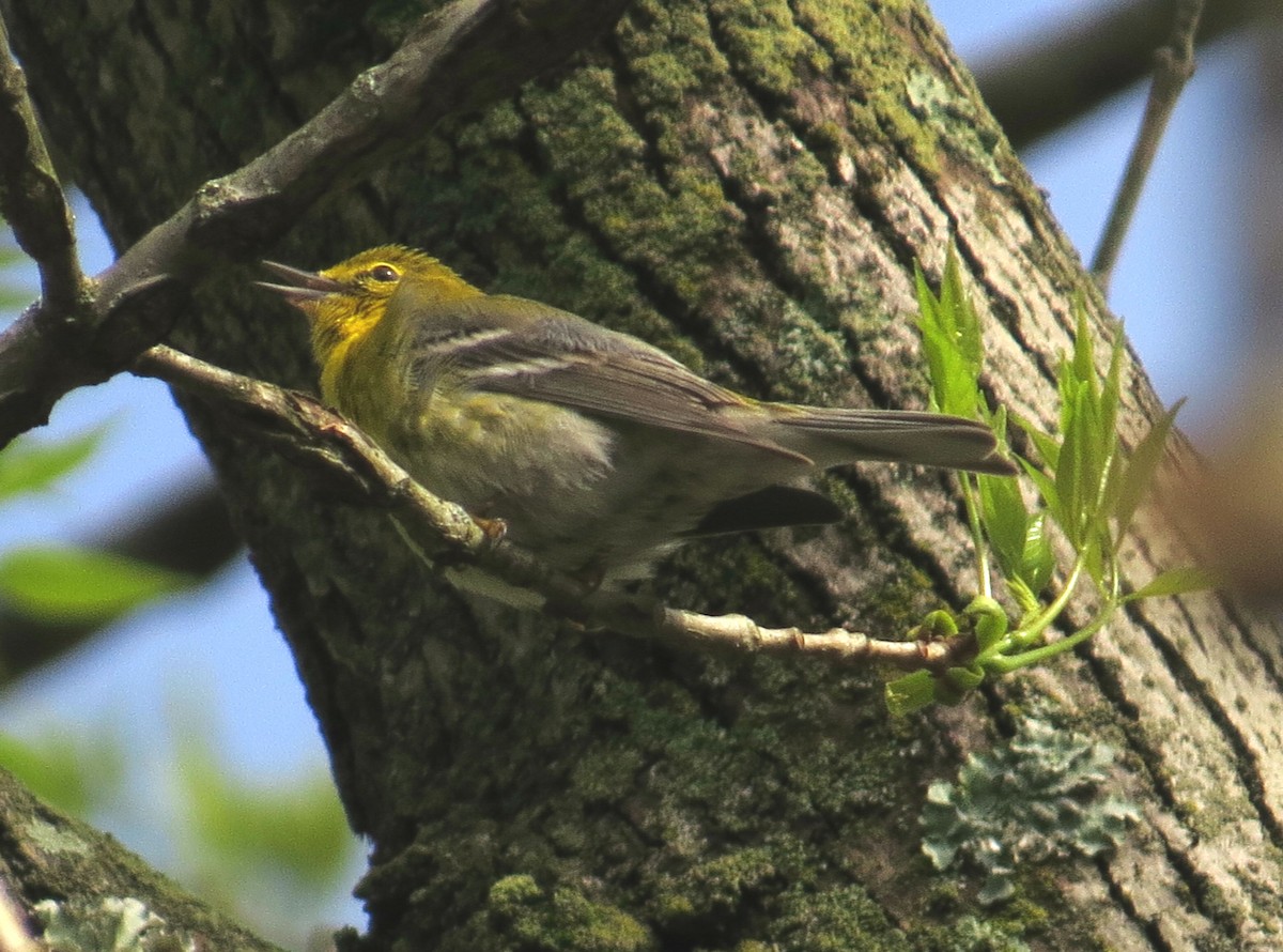 Pine Warbler - ML152364371