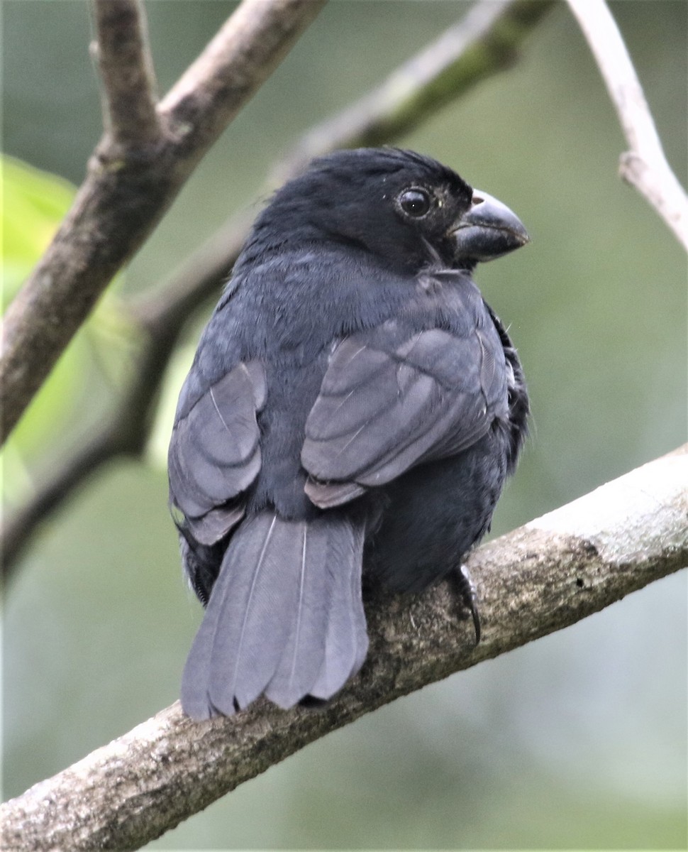 Variable Seedeater - Jim Stasz