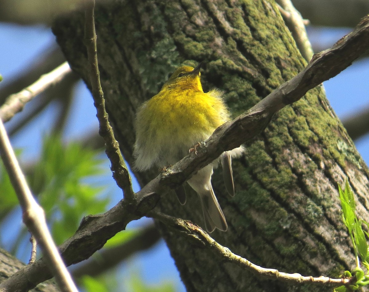 Pine Warbler - ML152364401