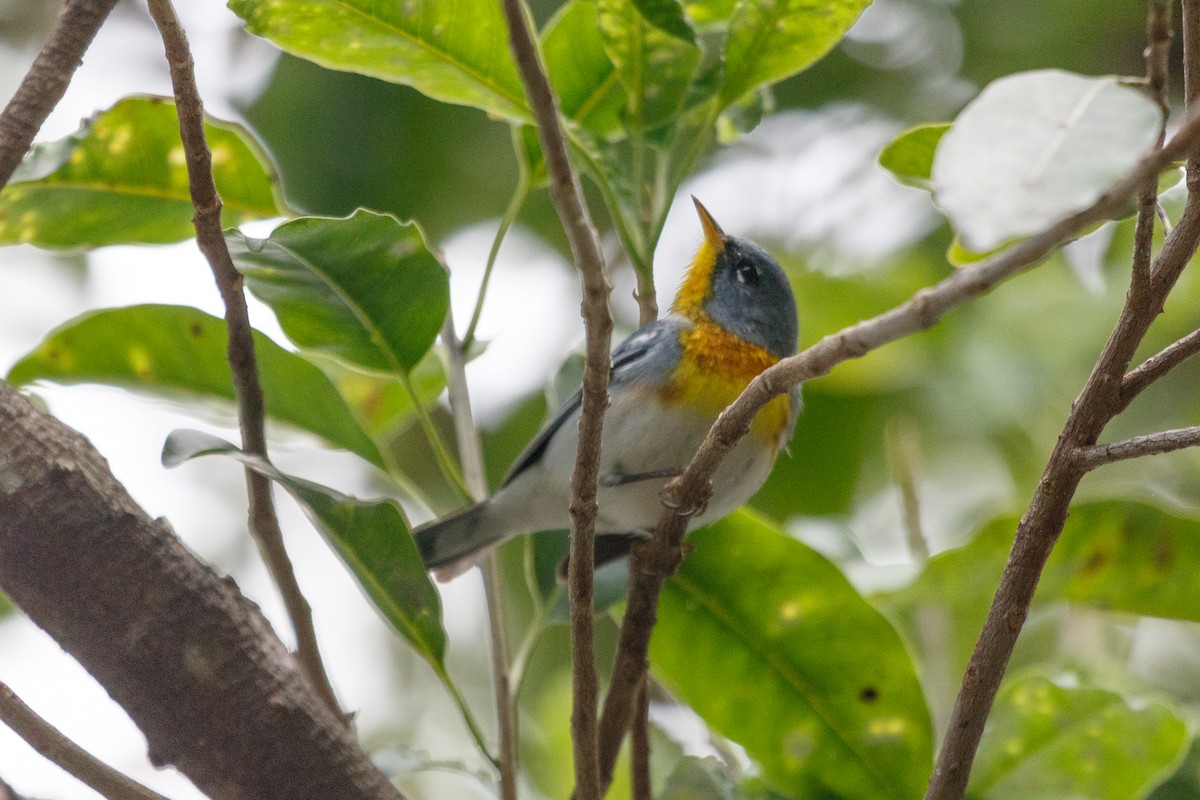 Northern Parula - ML152364421