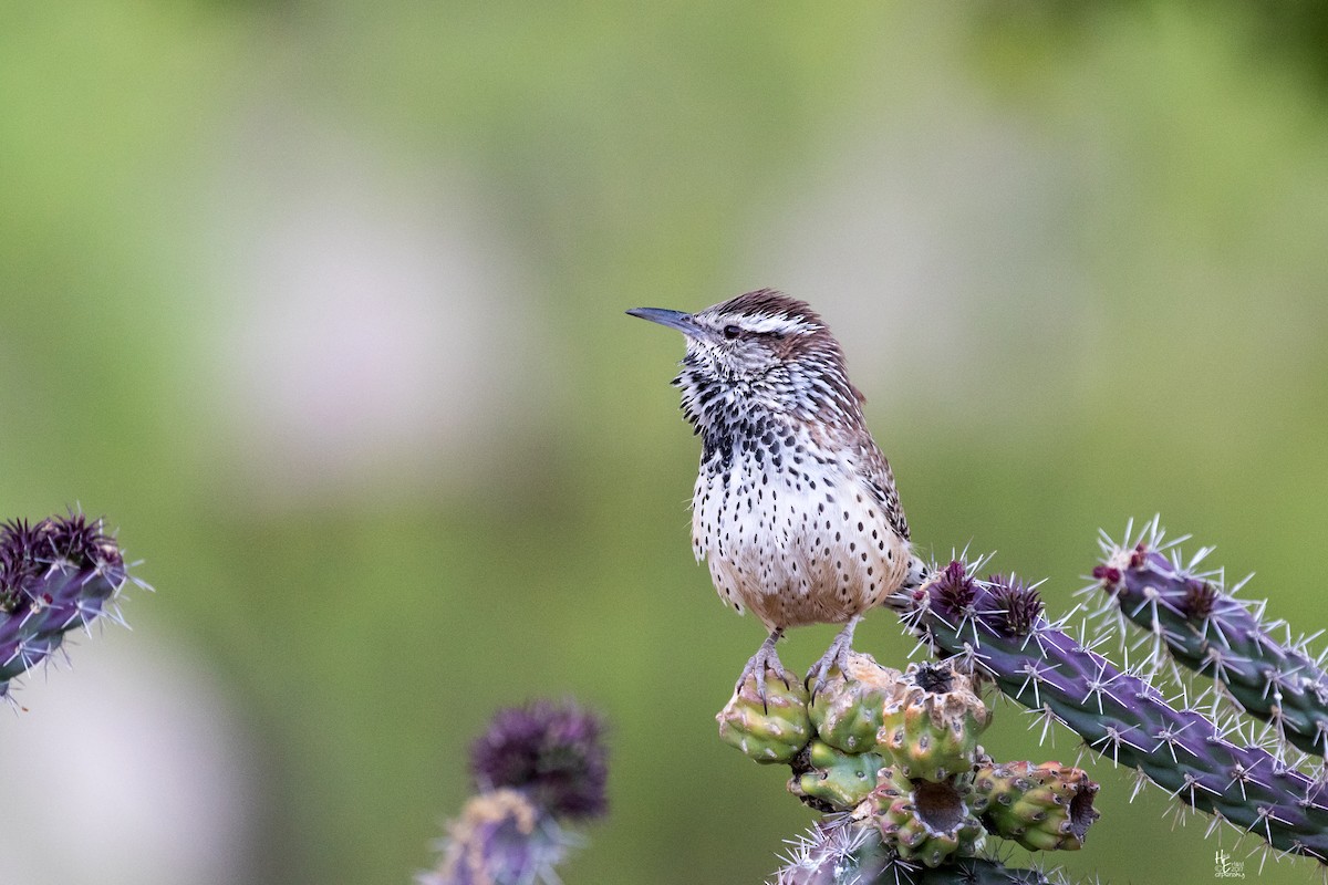 Cactus Wren - ML152364791