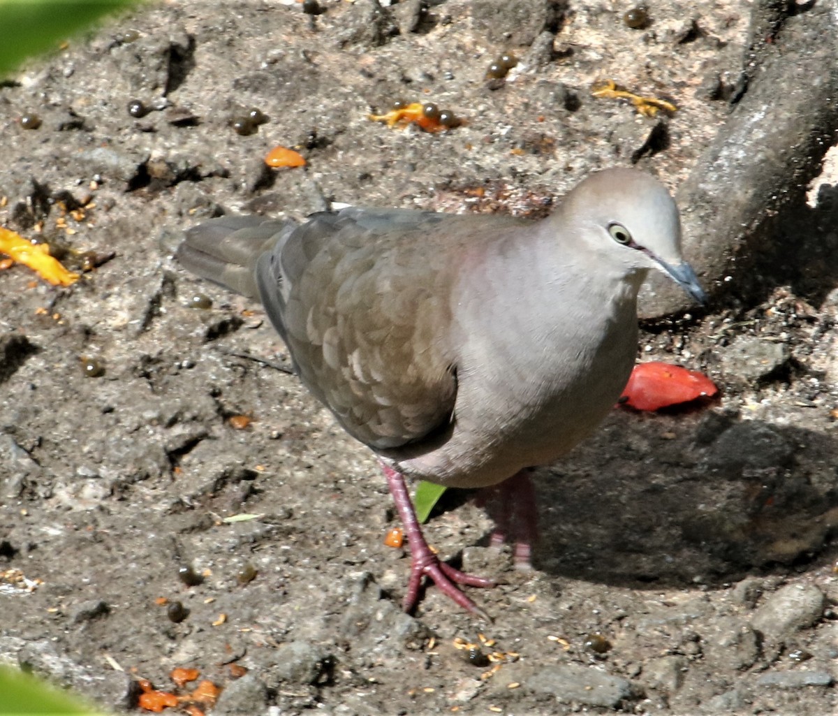 White-tipped Dove - ML152365151