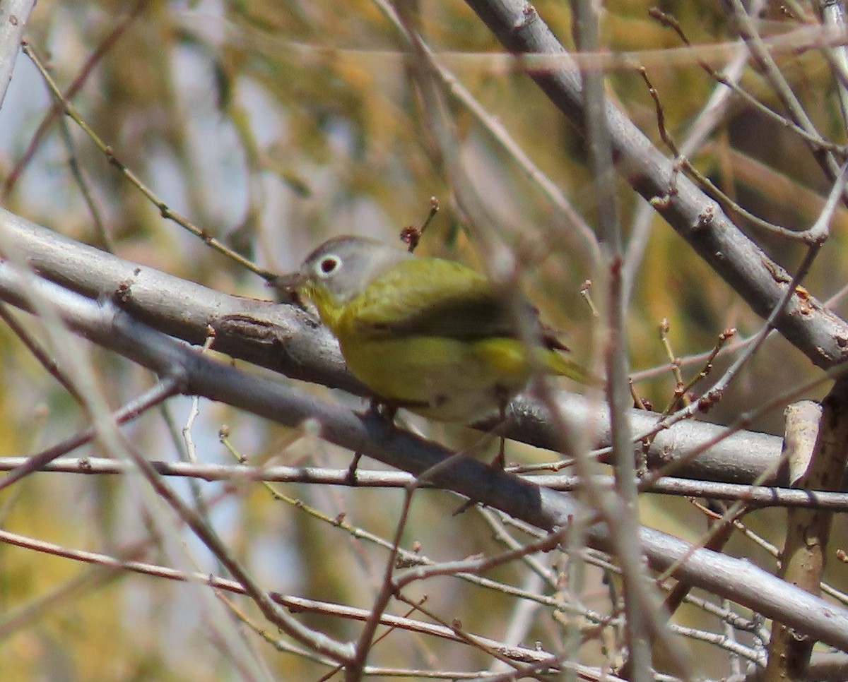 Nashville Warbler - ML152366581