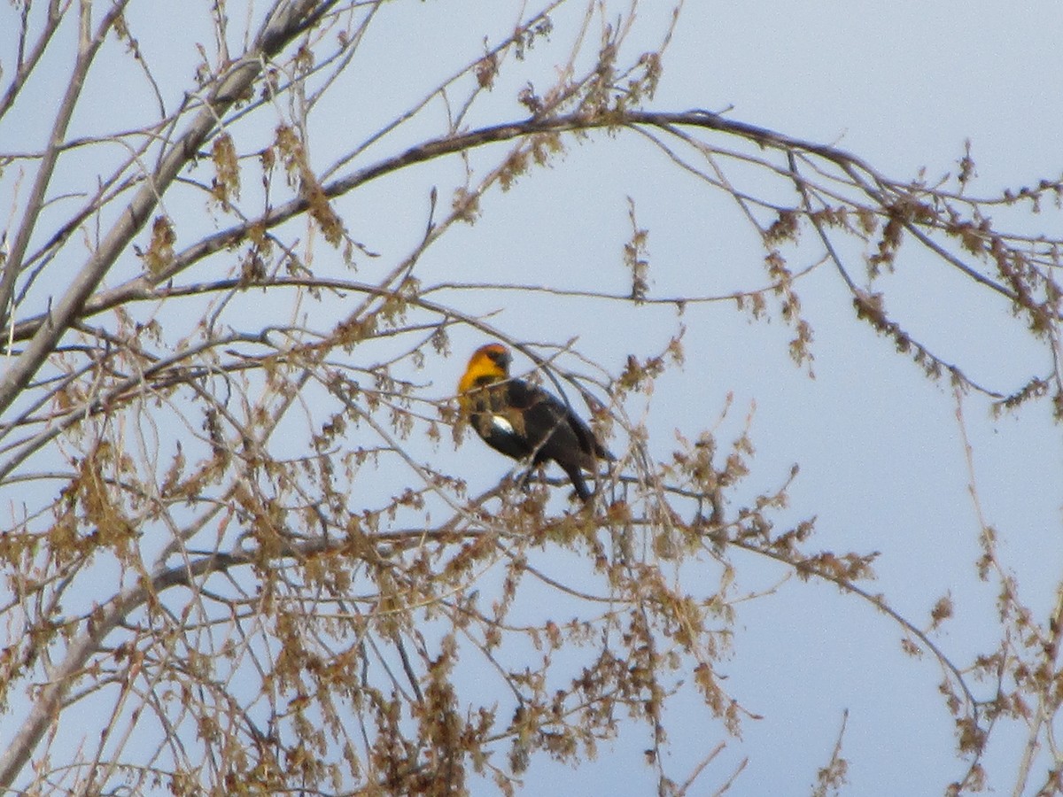 Yellow-headed Blackbird - ML152366911